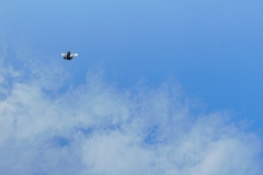 DSCN0135