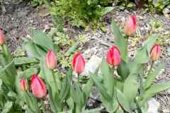 IMG-825551c4378d1a4d4983efde053bcd88-V