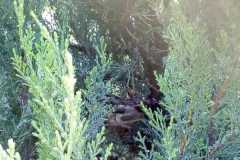 IMG-77e508b72f48ec674191098e42fda771-V